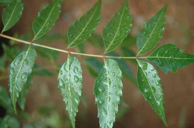 pierderea în greutate neem frunze